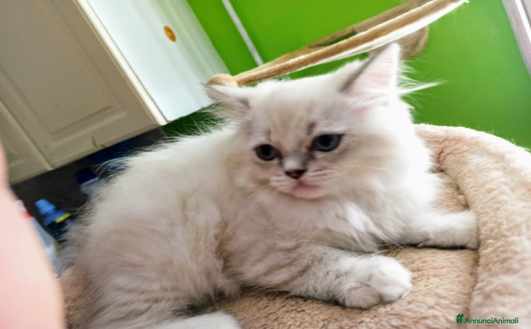 Persiano gatti a Provincia di Reggio Emilia - Annuncio 12