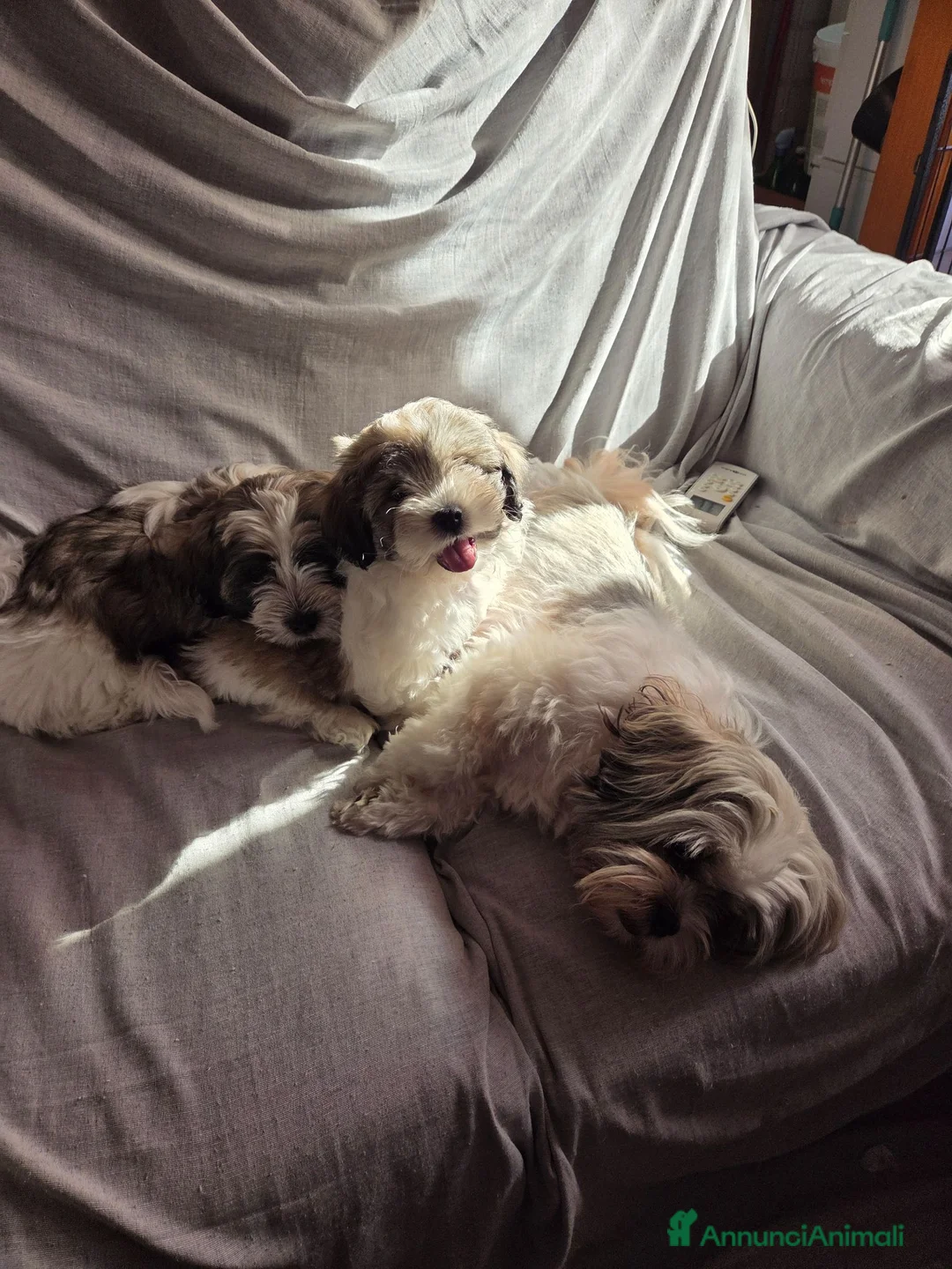 Shih Tzu cani in vendita: Cuccioli maschietti 2 vendesi - Annuncio 7