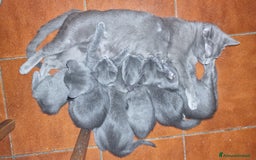 Certosino gatti in vendita: Cuccioli Certosini disponibili a Città Metropolitana di Firenze - Immagine 1