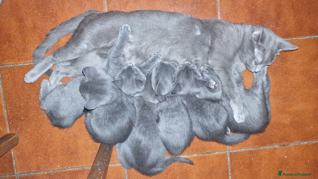 Certosino gatti in vendita: Cuccioli Certosini disponibili a Città Metropolitana di Firenze - Immagine 1