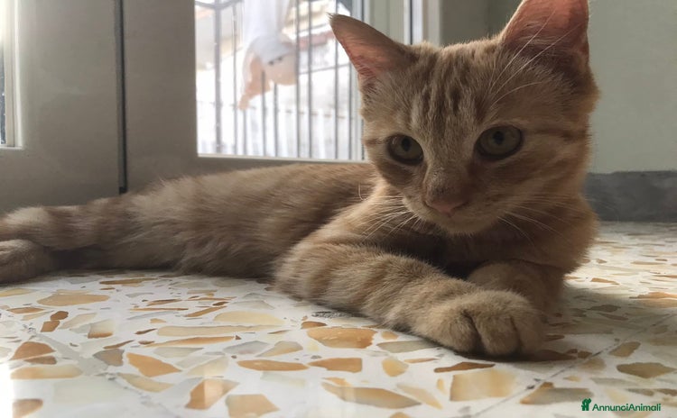 Meticcio gatti - Annuncio 5