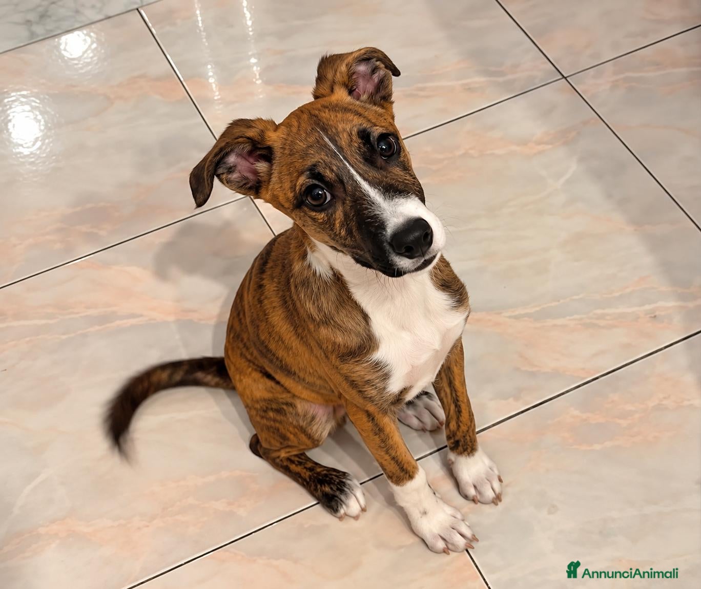 Meticcio cani Frank, taglia media! (4 mesi-25kg) - Annuncio 9