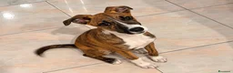 Meticcio cani in regalo: Frank, taglia media! (4 mesi-25kg) - Annuncio 1