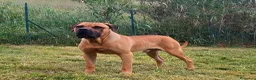 Cane Corso cani per accoppiamento: Cane corso disponibile per monta a Provincia di Chieti - Annuncio 6