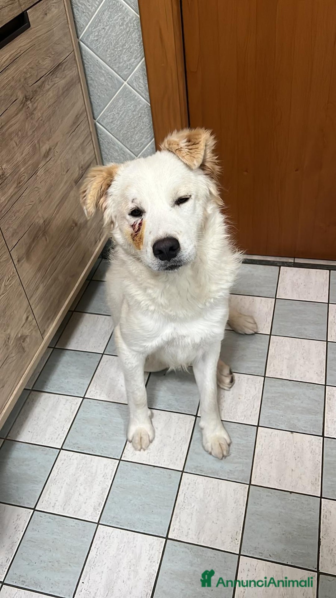 Meticcio cani in regalo:  9mesi tg media gli altri cani lo aggrediscono!!! a Città metropolitana di Milano - Annuncio 6