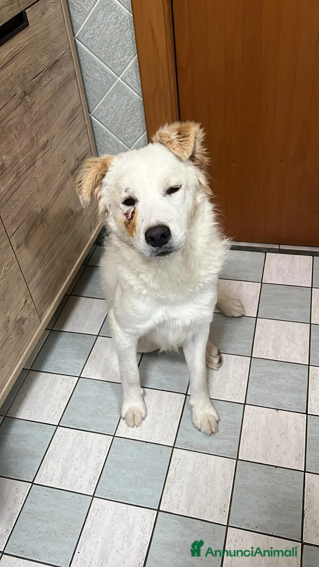 Meticcio cani in regalo:  9mesi tg media gli altri cani lo aggrediscono!!! a Città metropolitana di Milano - Annuncio 6