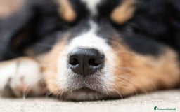 Bovaro del Bernese cani in vendita: Bernerdok's Aunts Cuccioli Y a Città Metropolitana di Torino - Immagine 13