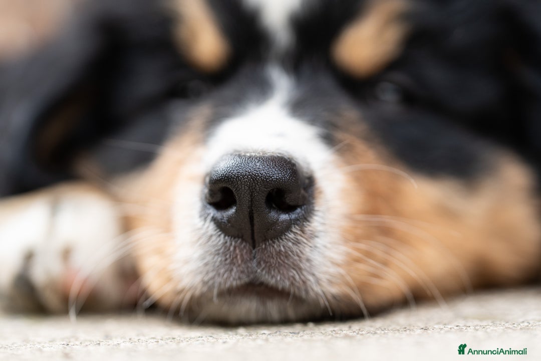 Bovaro del Bernese cani in vendita: Bernerdok's Aunts Cuccioli Y a Città Metropolitana di Torino - Immagine 13