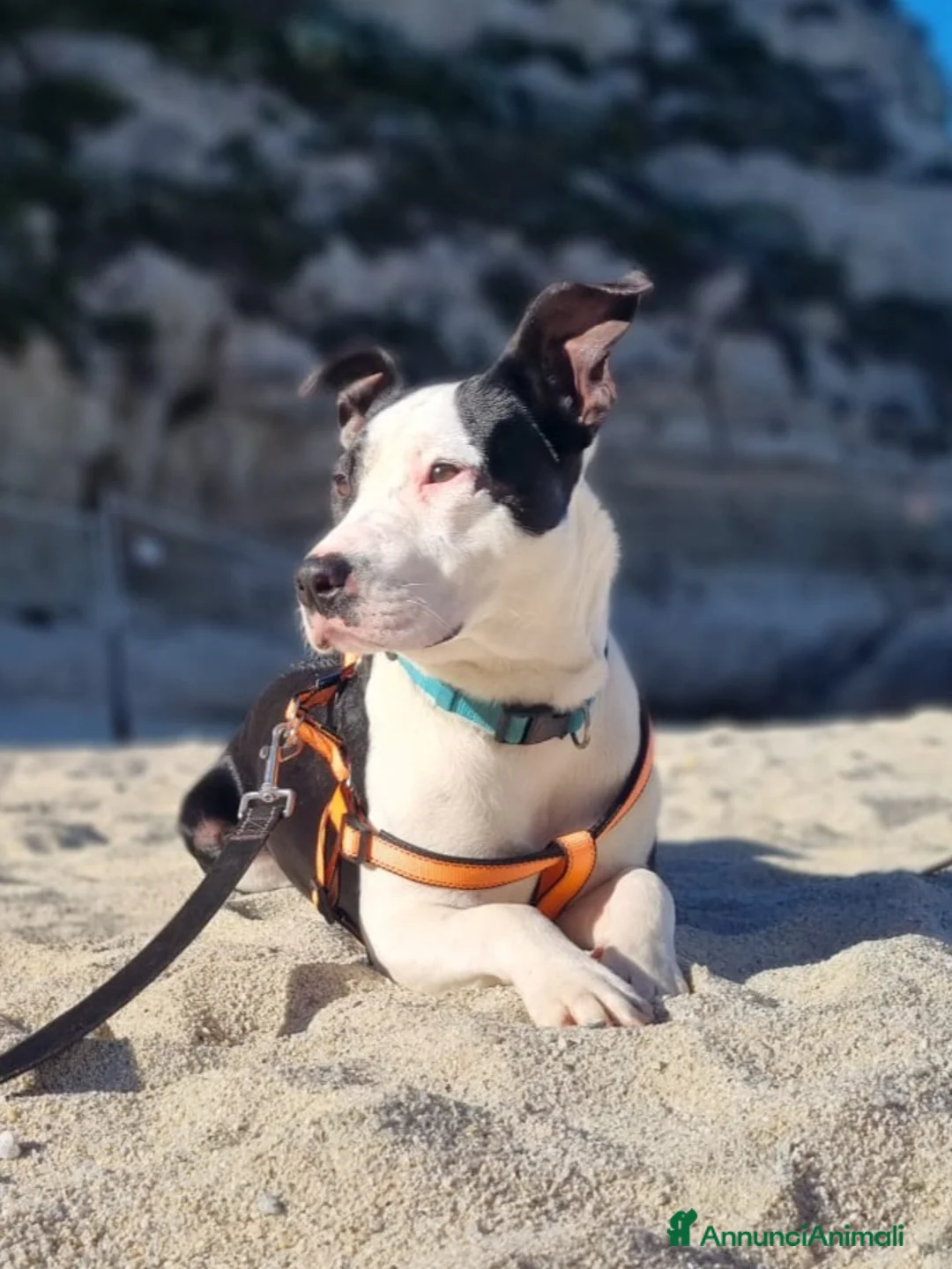 Meticcio cani in regalo: UNA MAMMA PER JACK a Città metropolitana di Milano - Annuncio 2