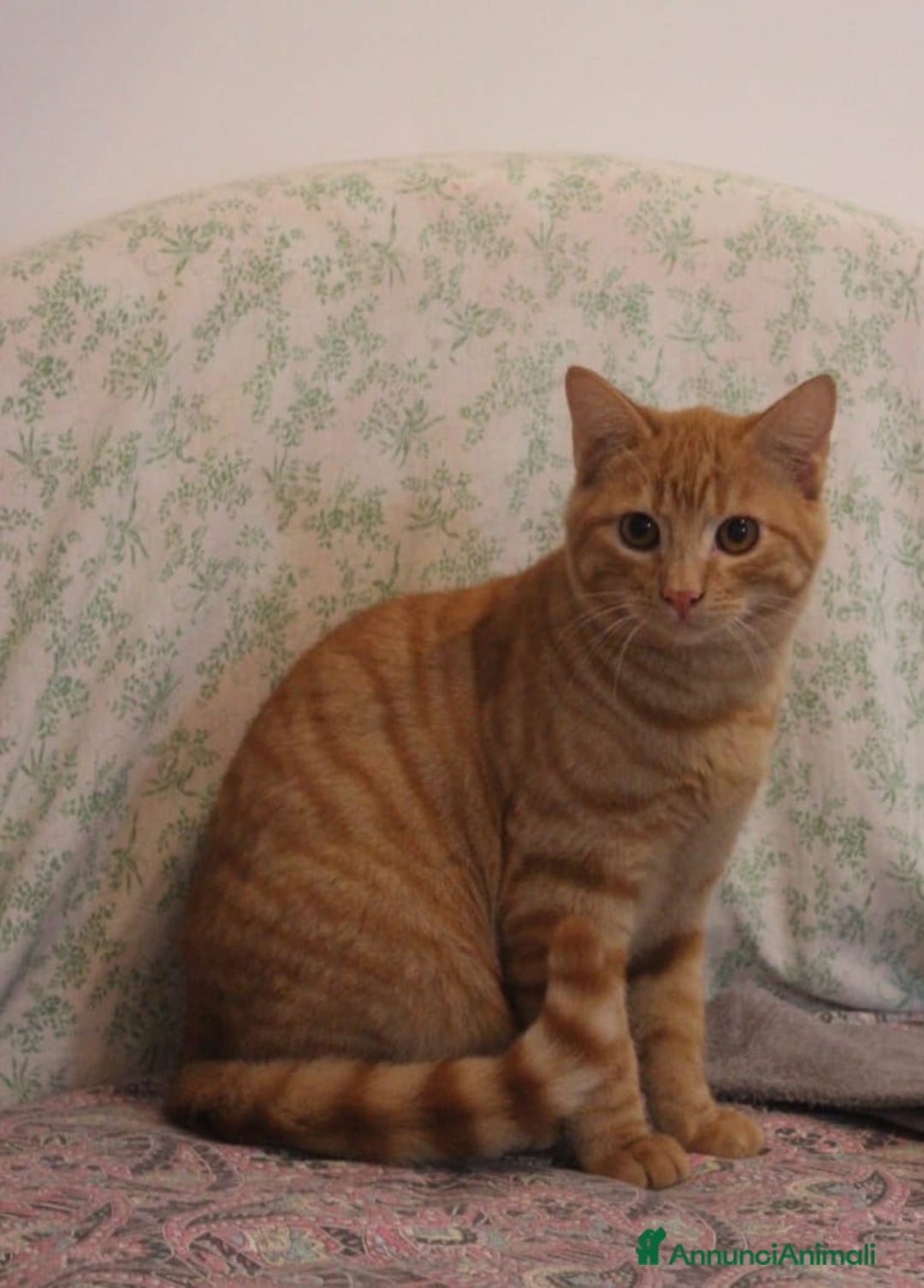 Altre razze gatti in regalo: GATTINI DOLCISSIMI - Annuncio 6