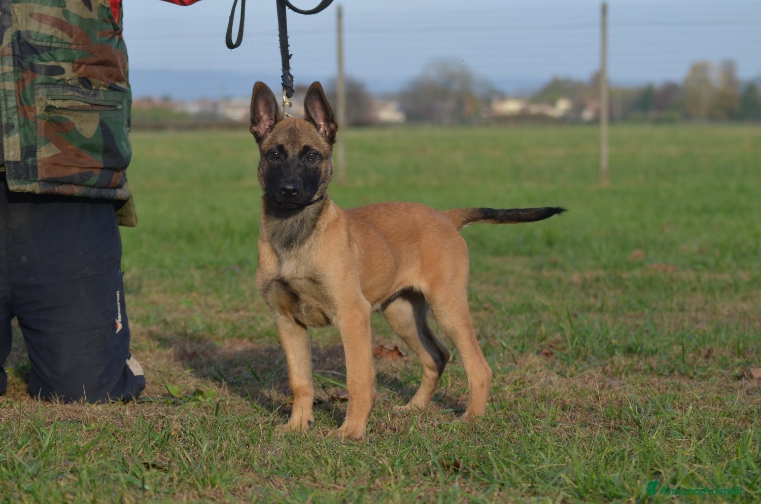 Pastore Belga cani Cucciolo maschio malinois  - Annuncio 1