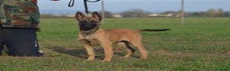 Pastore Belga cani in vendita: Cucciolo maschio malinois  - Annuncio 1