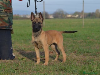 Pastore Belga cani Cucciolo maschio malinois - Annuncio 9