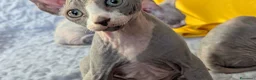 Sphynx gatti in vendita: Gattino  Canadian Sphynx (Maschietto) - Annuncio 1