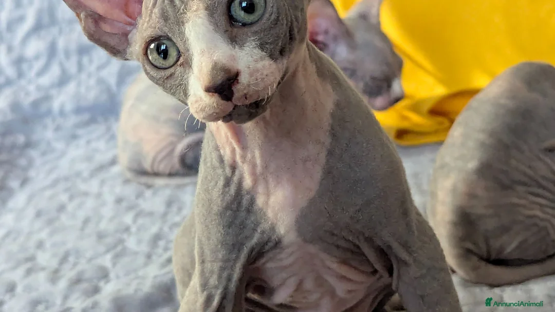 Sphynx gatti in vendita: Gattino  Canadian Sphynx (Maschietto) - Annuncio 1
