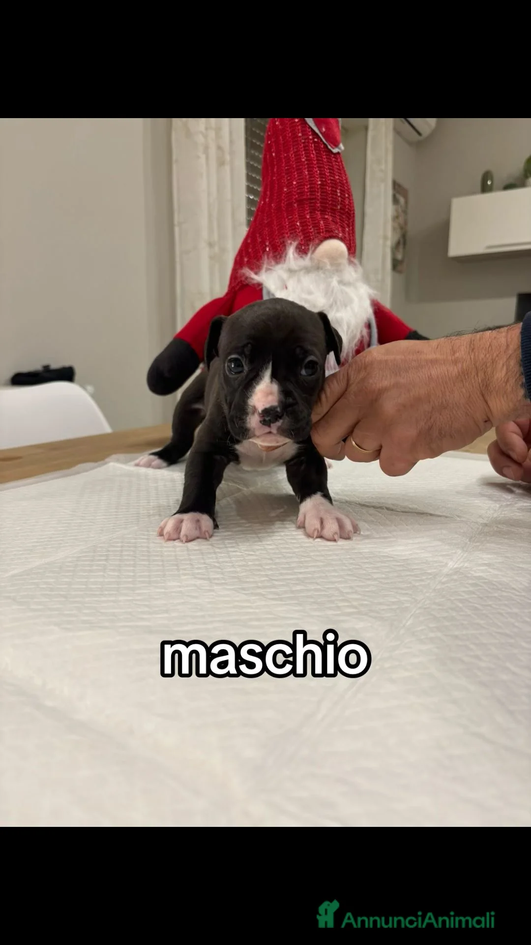 American Staffordshire cani in vendita: Cuccioli amstaff - Annuncio 4