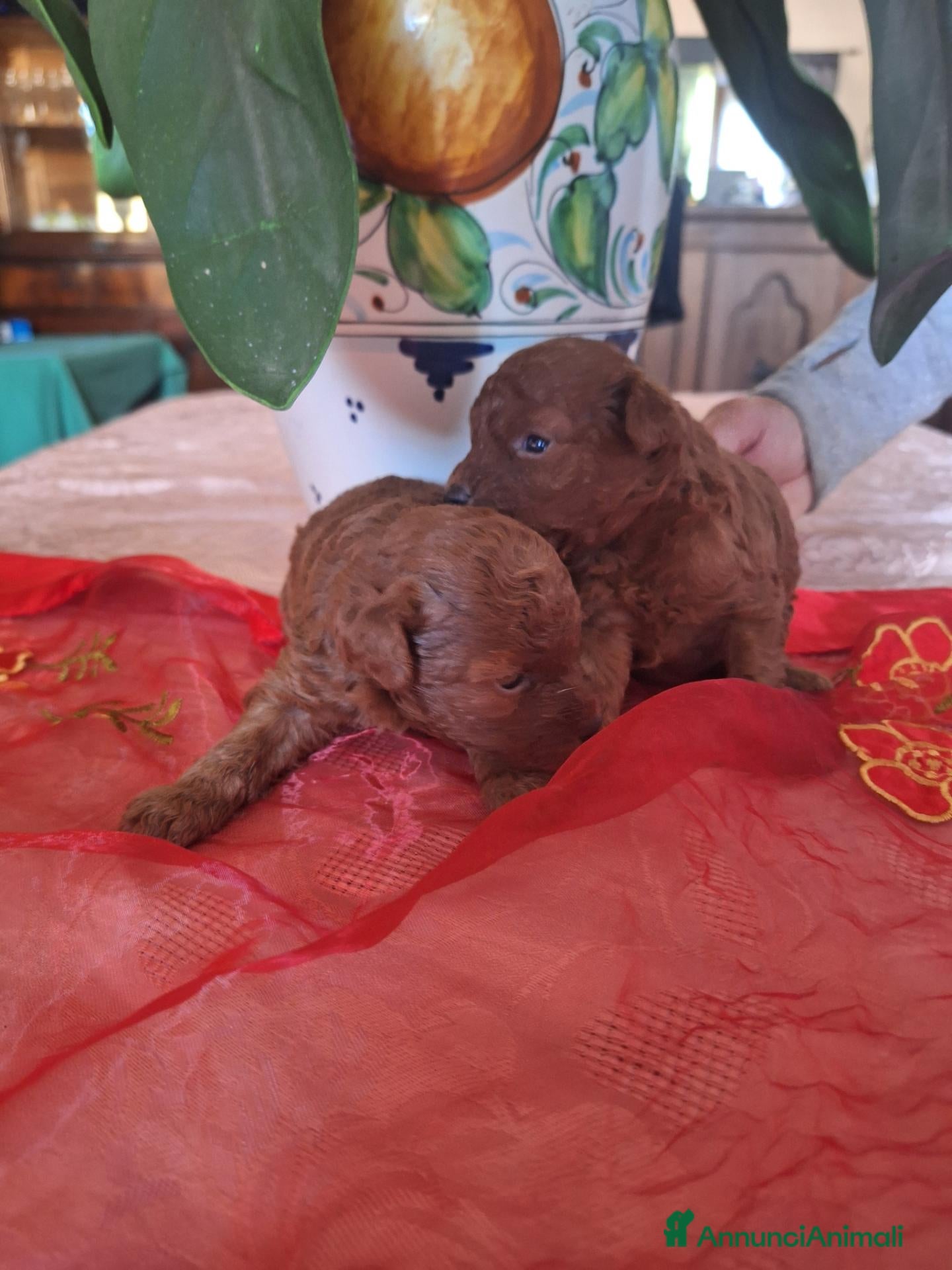 Barboncino Toy cani in vendita: Maschi toy red - Annuncio 5