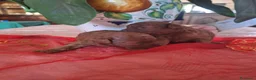 Barboncino Toy cani in vendita: Maschi toy red - Annuncio 1