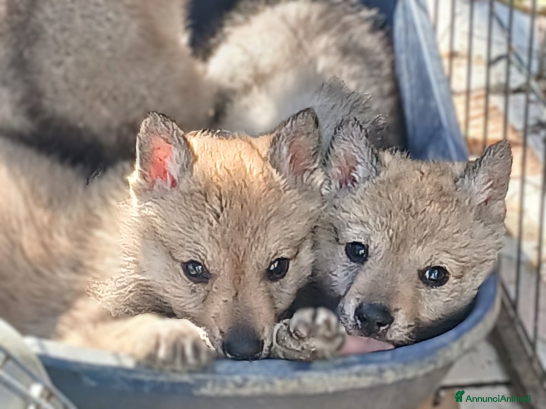 Lupo Cecoslovacco cani in vendita: Cuccioli di lupo cecoslovacco - Annuncio 7