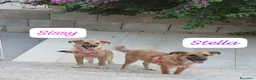 Meticcio cani in regalo: Sissy,taglia media! (5 mesi)  - Annuncio 3