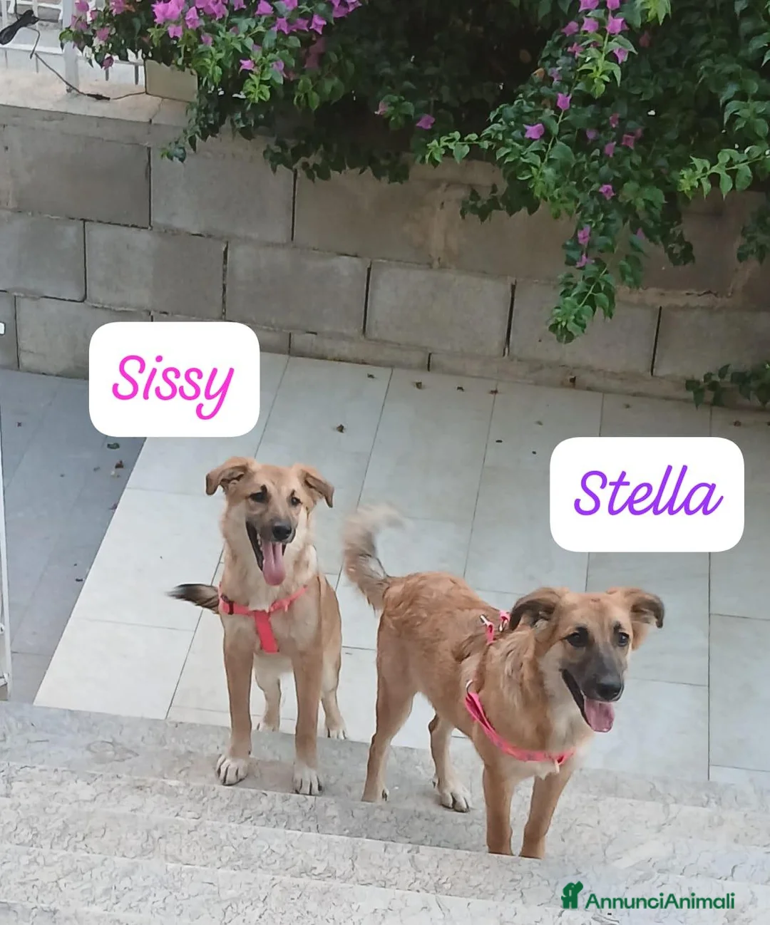 Meticcio cani in regalo: Sissy,taglia media! (5 mesi)  - Annuncio 3