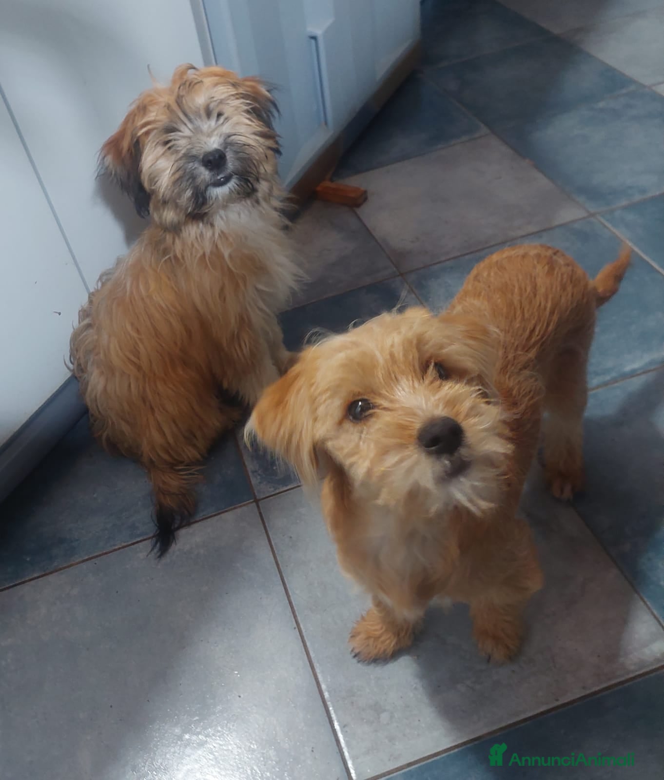 Yorkshire cani Birba e Bobby , 5mesi tg piccola aspettano casa - Annuncio 1