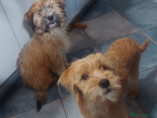 Yorkshire cani Birba e Bobby , 5mesi tg piccola aspettano casa - Annuncio 2