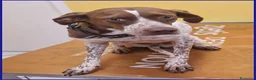 Meticcio cani in regalo: ARANCIA una timidina - Annuncio 2