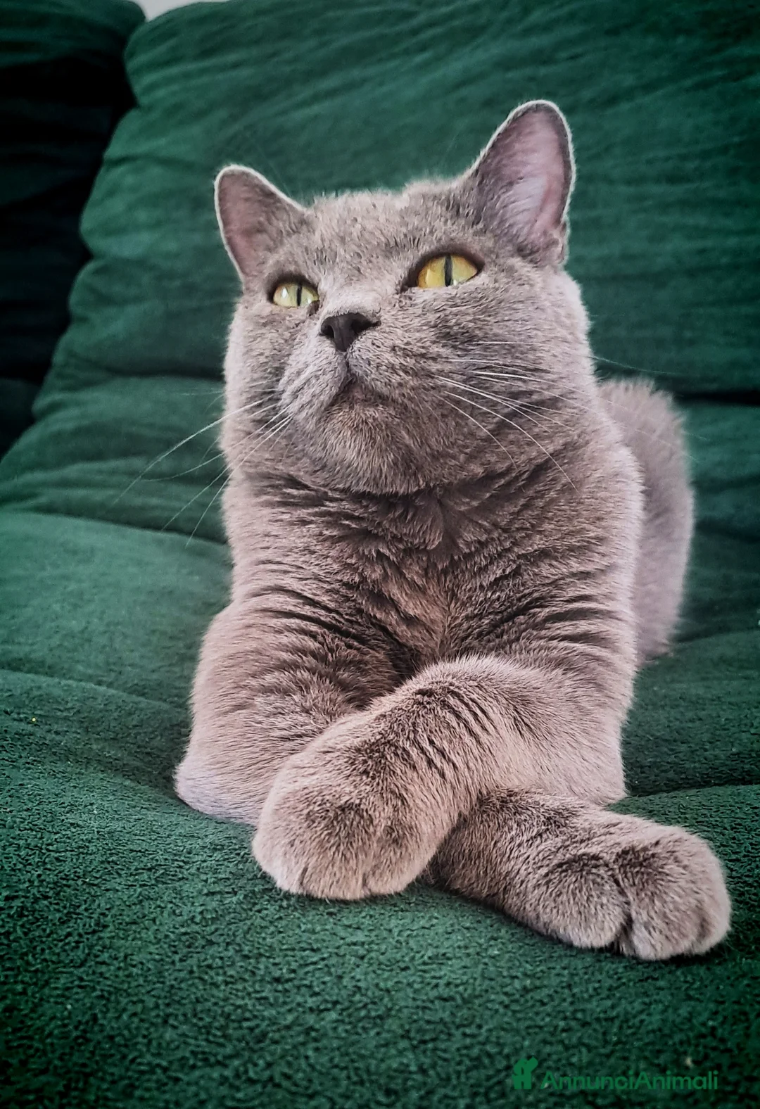 Certosino gatti in vendita: GATTINO CERTOSINO MASCHIO - Annuncio 1