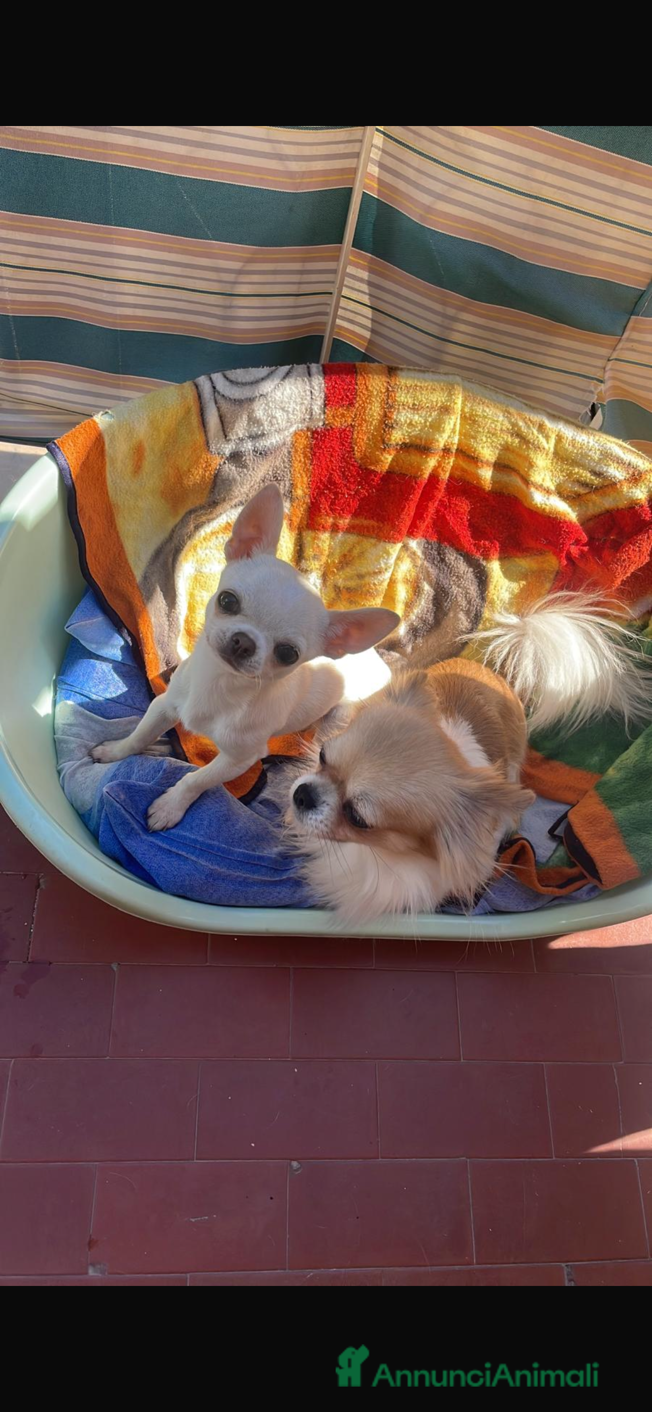 Chihuahua cani Chihuahua  - Annuncio 2