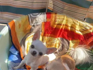 Chihuahua cani Chihuahua - Annuncio 2