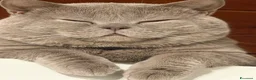 British gatti per accoppiamento: British Shorthair color Lilac - Annuncio 5