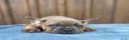 Bulldog Francese cani in vendita: Bulldog francese cuccioli - Annuncio 3