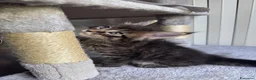Maine Coon gatti in vendita: Cuccioli Maine Coon - Annuncio 3