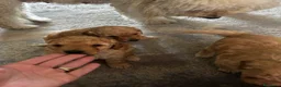 Meticcio cani in vendita: Barboncino nano/medio  - Annuncio 7