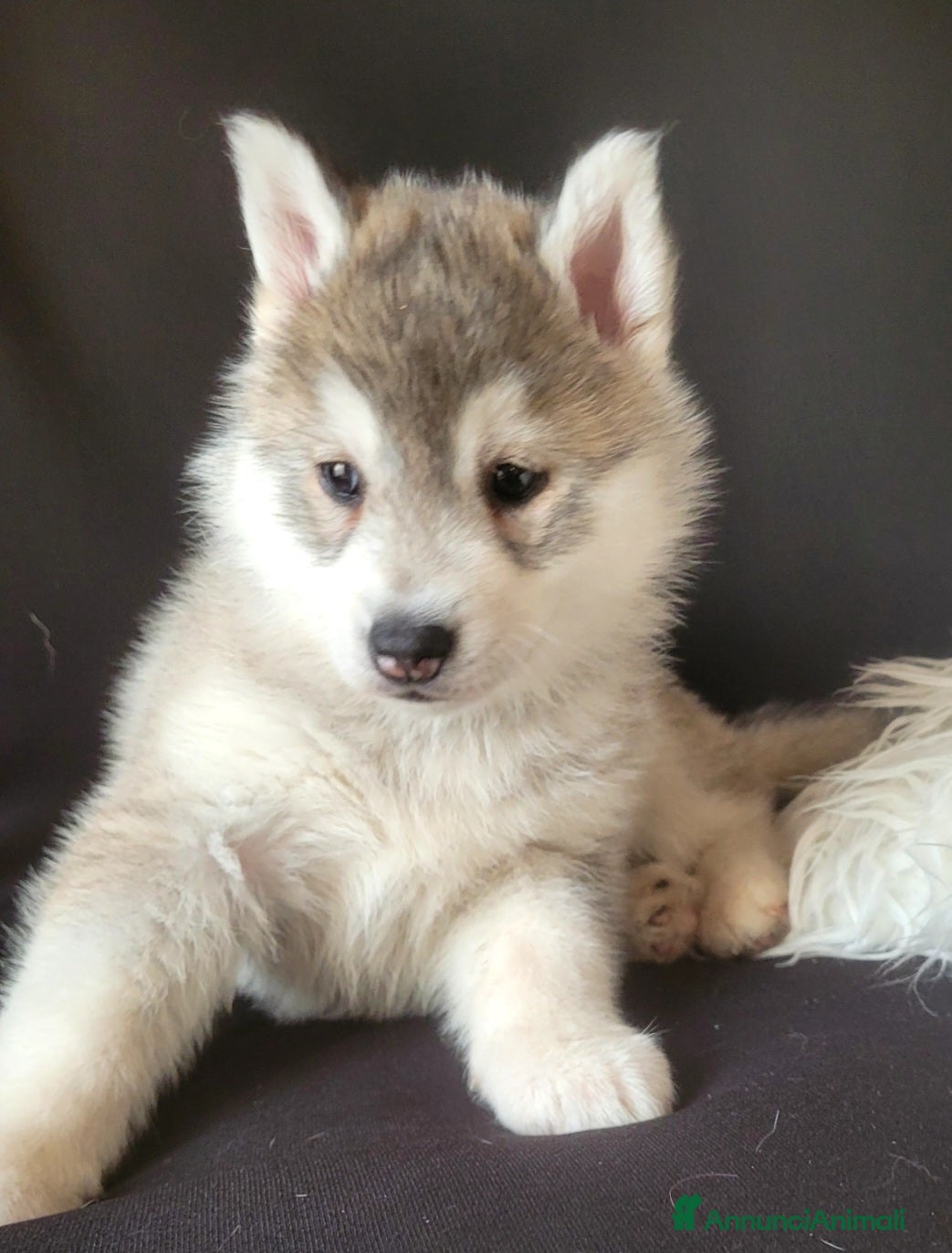 Husky cani CUCCIOLATA DI SIBERIAN HUSKY CON PEDIGREE - Annuncio 2