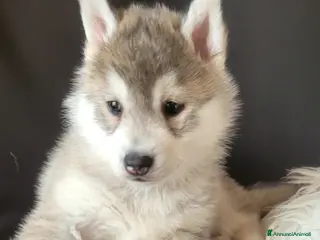 Husky cani CUCCIOLATA DI SIBERIAN HUSKY CON PEDIGREE - Annuncio 2