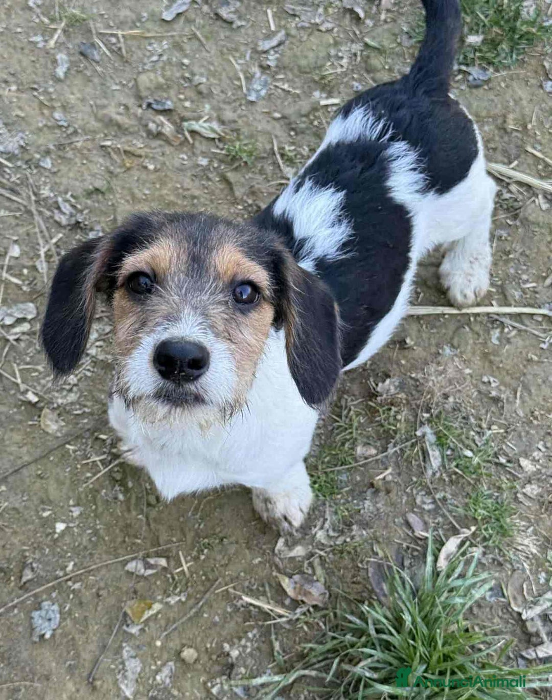 Meticcio cani in regalo: 3 CUCCIOLI ZAMPACORTA super dolci! - Annuncio 6