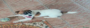 Jack Russell Cucciolo 6