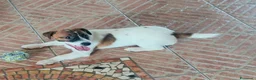 Jack Russell cani in vendita: Cucciolata Jack Russelle Terrier con Pedigree - Annuncio 8