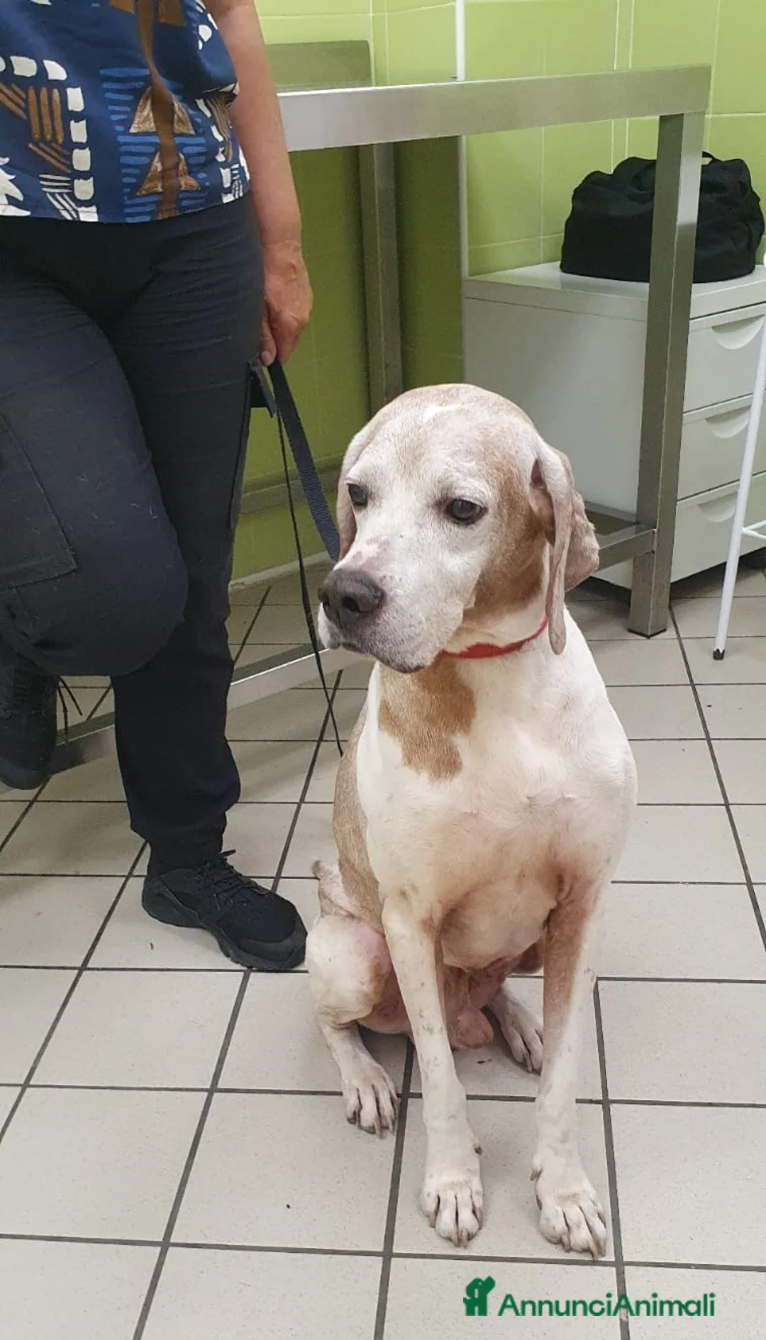 Pointer cani in regalo: VENTO un tesoro tutte coccole a Pomezia - Annuncio 4