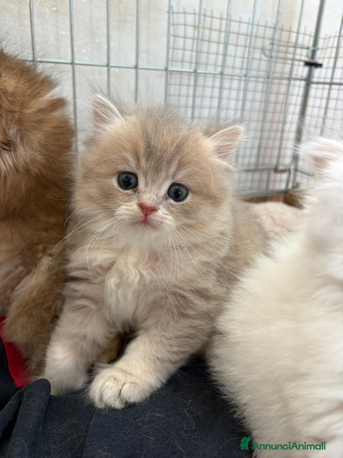British gatti Cuccioli di British con pedigree ENFI  - Annuncio 2