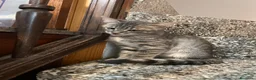 Meticcio gatti in vendita: Gattino grigio  - Annuncio 6