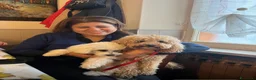 Maltipoo cani in vendita: Maltipoo a Provincia di Cuneo - Annuncio 1