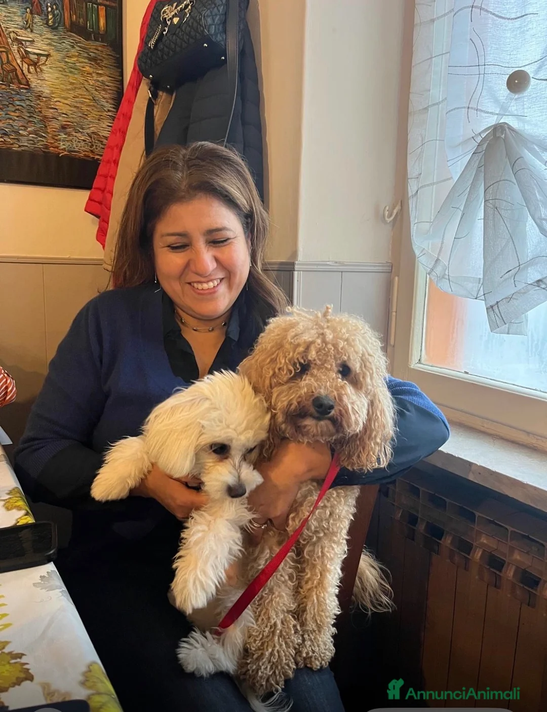 Maltipoo cani in vendita: Maltipoo a Provincia di Cuneo - Annuncio 1