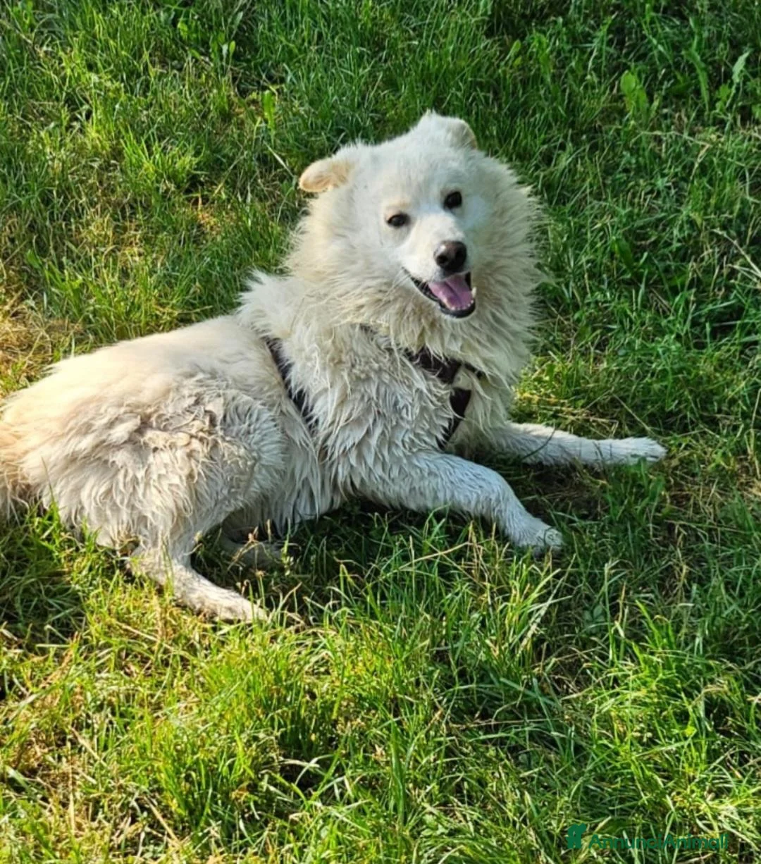 Meticcio cani in regalo: Fiore 2anni a catena,da 3in rifugioSOS GIARDINO.NO - Annuncio 2