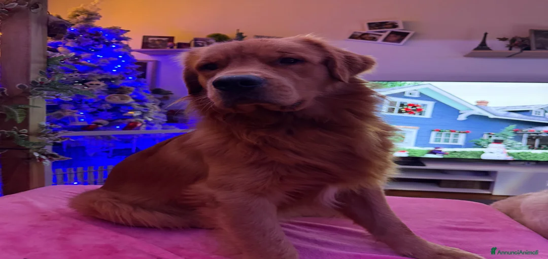 Immagine della galleria {{count}}