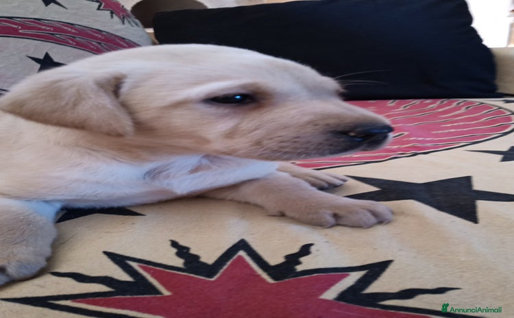 Labrador cani - Annuncio 9
