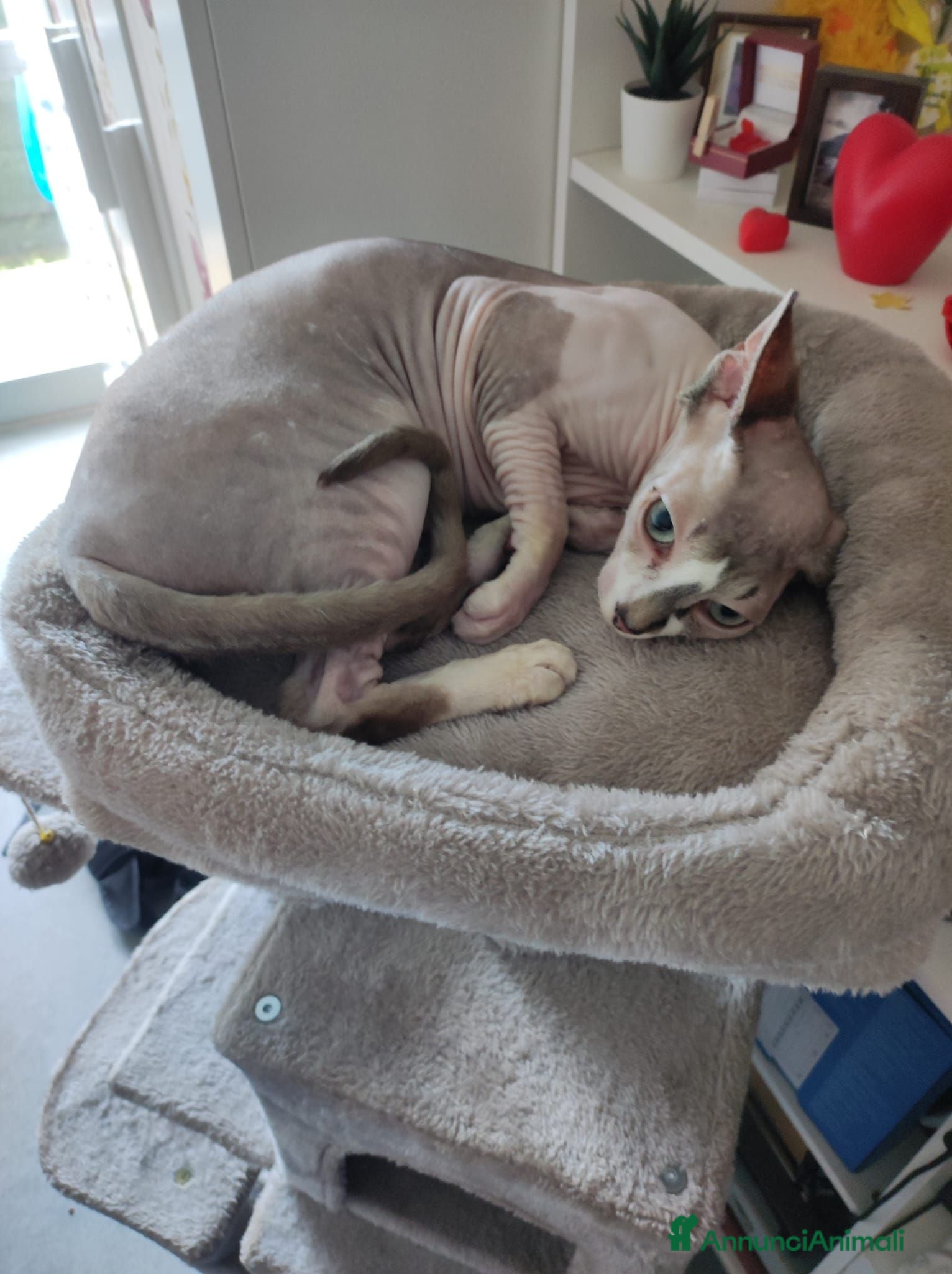 Sphynx gatti fidanzato cercasi - Annuncio 6