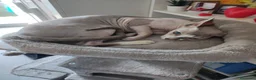 Sphynx gatti per accoppiamento: fidanzato cercasi a Provincia di Modena - Annuncio 1